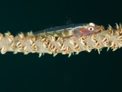 'I've found you!' from Walindi (PNG). Taken with Olympus ... by Istvan Juhasz 